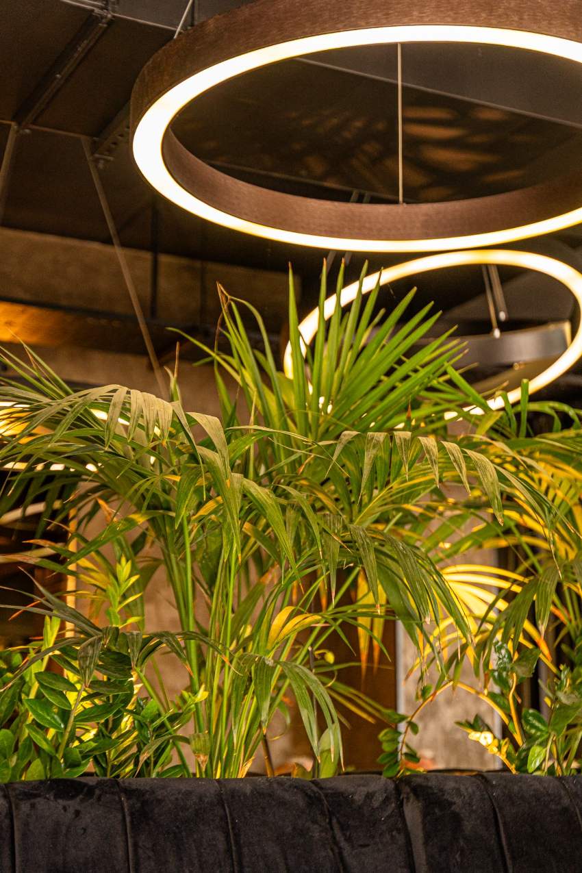 Planting and greenery in the dining room